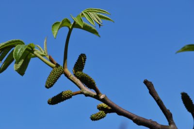 Pterocarya fraxinifolia - paořech jasanolistý - jarní větévka (2)